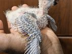 Suncorne Chick