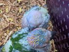 Suncorne Chick