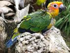 Sun Conure Chick