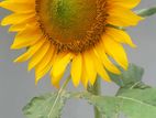 Sunflower Seeds