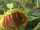 Sunflower Seeds