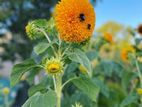 Sunflower Teddy Bear Seed