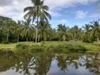 Super coconut land for sale near Narammala town..