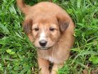 Golden Brown Terrier Mix Puppy