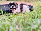 Shih Tzu Puppies