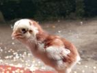 Chickens
