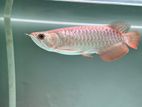 Super High Back Arowana