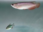 Super High Back Arowana