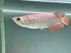 Super High Back Arowana