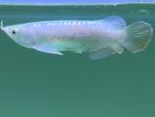 Super High Back Arowana