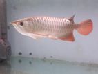 Super High Back Golden Arowana