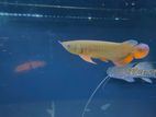 Super Highback Arowana