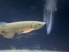 Super Highback Arowana