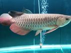 Golden Arowana Fish