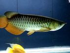 Highback Golden Arowana Fish