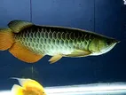 Highback Golden Arowana Fish
