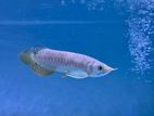 Golden Arowana