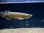 Super Highback Golden Arowana