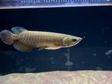 Super Highback Golden Arowana