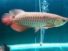 Super Highback Golden Arowana