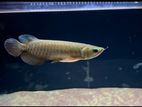 Super Highback Golden Arowana FIsh