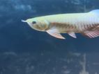 Super Highback Golden Arowana