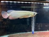 Super Highback Golden Arowana Fish