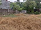 Super land for sale Borelesgamuwa