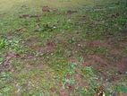 Super Land for Sale Dehiwala