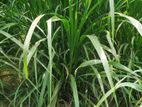 Super Napier Grass