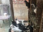 super pigeons