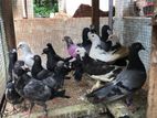 Super Pigeons