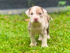American Bully XL Puppies