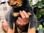 Rottweiler Male Puppy