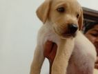 Labrador Retriever Puppies