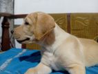 Labrador Retriever Puppies