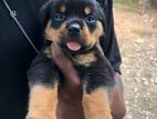 Rottweiler Puppies