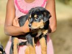 Rottweiler Puppy