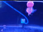 Srd Flowerhorn