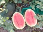 Super Queen Watermelon Farm (8,000kg - 9,000kg) in Vakarai