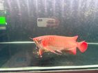 Red Arowana Fish