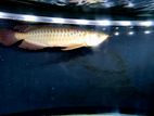 Red Arowana