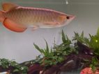 Super Red Arowana 36cm