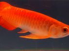 Super Red Arowana Fish