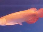 Super Red Arowana Fish