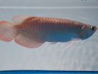 Super Red Arowana Fish