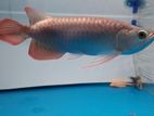 Super Red Arowana Fish