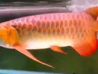 Super Red Arowana Fish