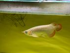 Super Red Arowana