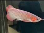 Super Red Arowana